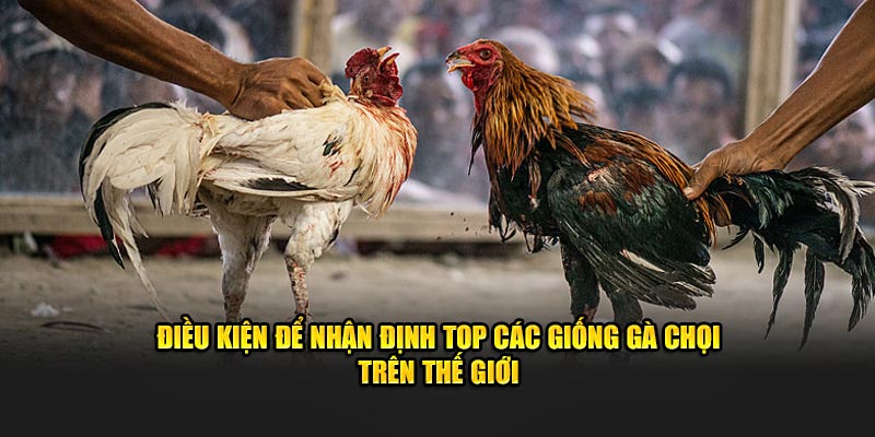 Điều kiện để nhận định top các giống gà chọi trên thế giới