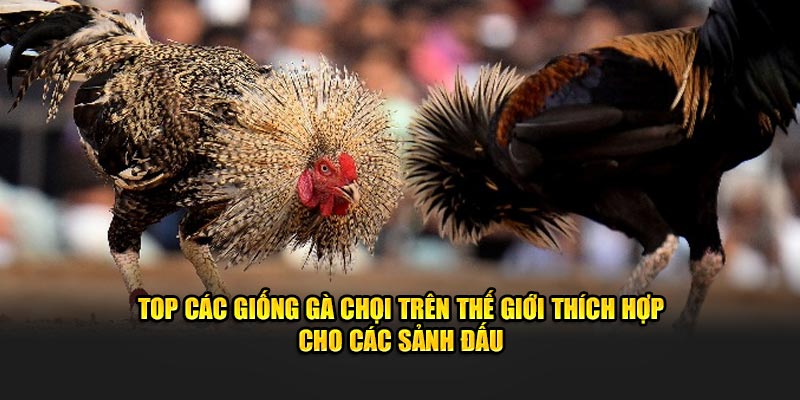 Top các giống gà chọi trên thế giới thích hợp cho các sảnh đấu