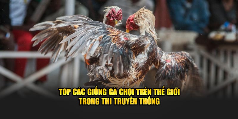 Top các giống gà chọi trên thế giới trong thi truyền thống