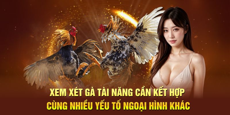 Xem xét gà tài năng cần kết hợp cùng nhiều yếu tố ngoại hình khác 